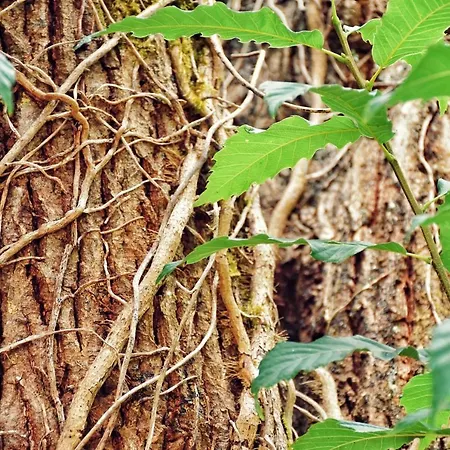 Pazo Revel & ホテル