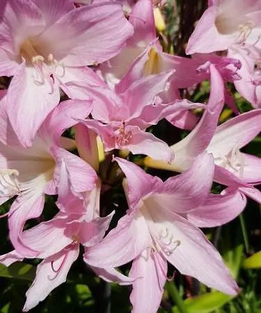 Pazo Revel & 2* ポンテベドラ