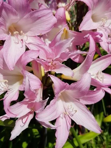 Pazo Revel & 2* Pontevedra